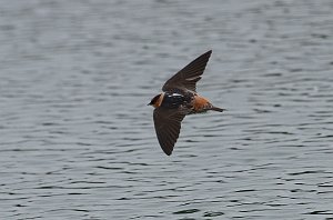 Swallow, Cave, 2013-01052880 Mission, TX